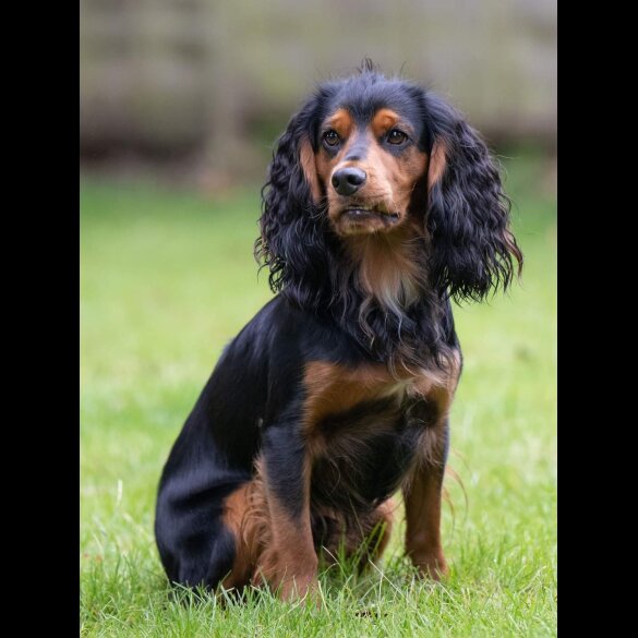 Cocker Spaniel (Working &amp; Show)