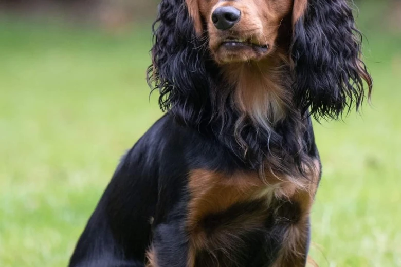 Cocker Spaniel (Working)
