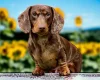 Dachshund (Smooth Haired)