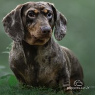 Dachshund (Standard & Miniature)