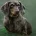 Dachshund (Smooth Haired)