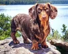 Dachshund (Smooth Haired)