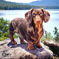 Dachshund (Standard & Miniature)