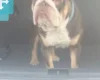 English Bulldog