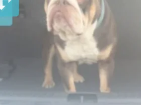 English Bulldog
