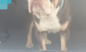 English Bulldog