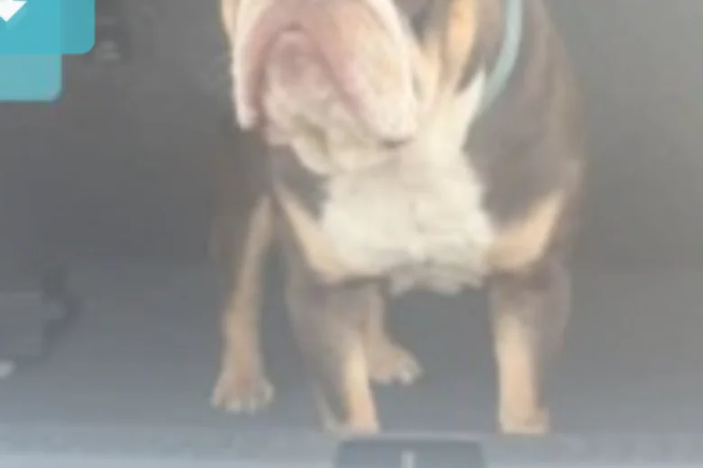 English Bulldog