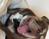 English Bulldog