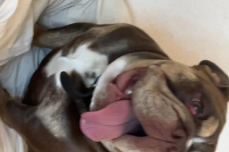 English Bulldog