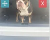English Bulldog