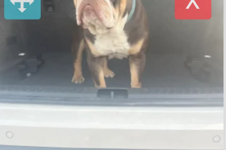 English Bulldog