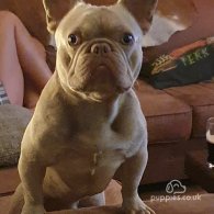 French Bulldog