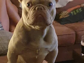 French Bulldog