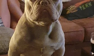 French Bulldog