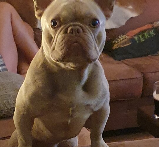 French Bulldog