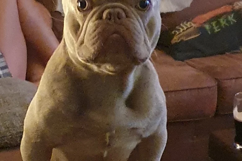 French Bulldog