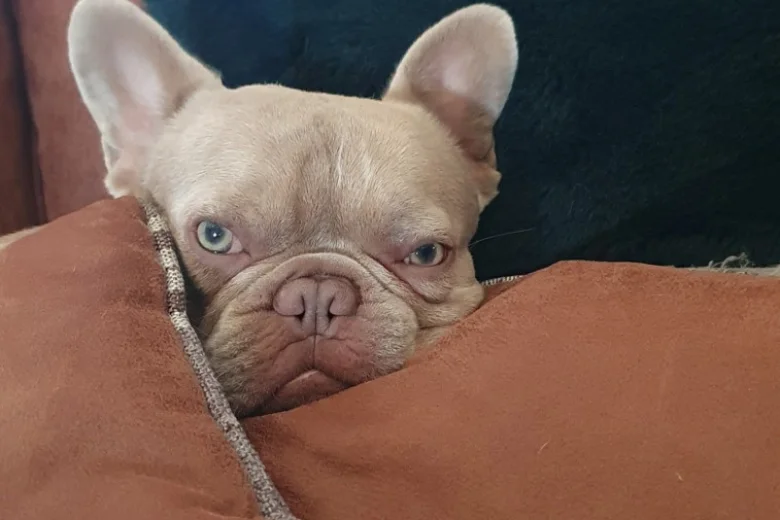 French Bulldog