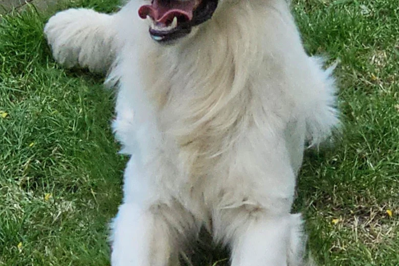 Golden Retriever