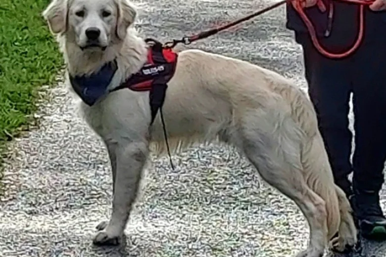 Golden Retriever