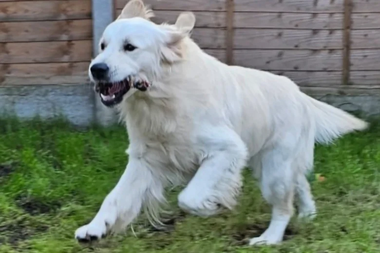 Golden Retriever