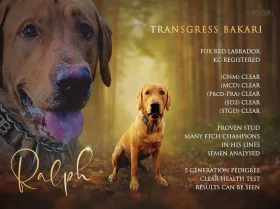 Labrador Retriever