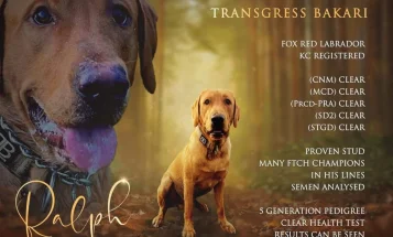 Labrador Retriever