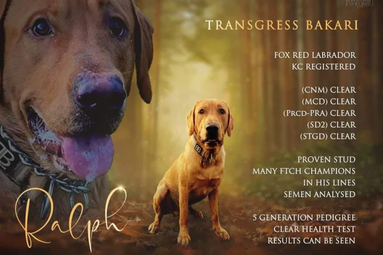 Labrador Retriever