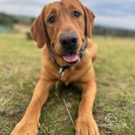 Labrador Retriever