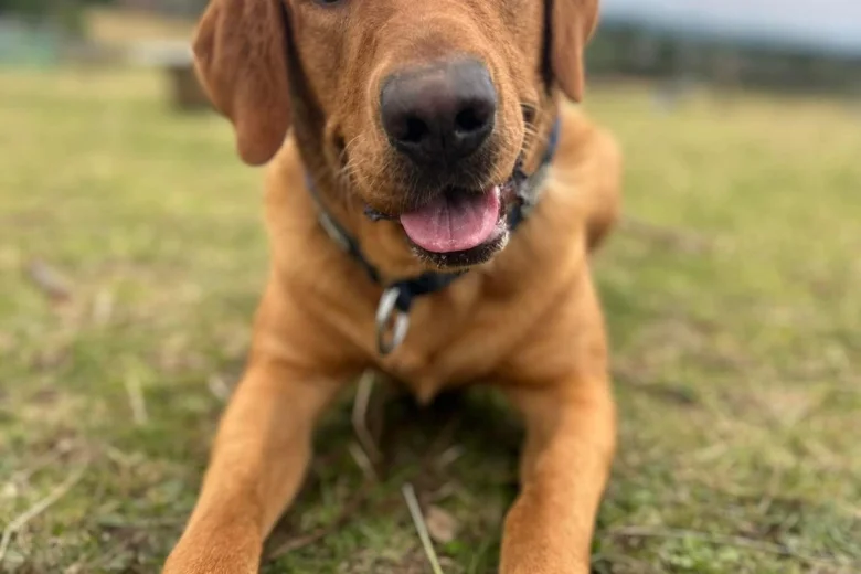 Labrador Retriever