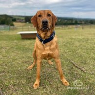 Labrador Retriever