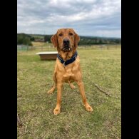 Labrador Retriever