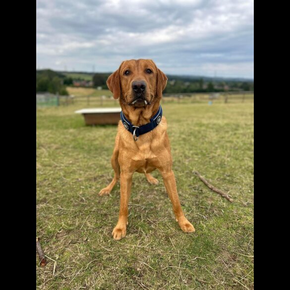 Labrador Retriever