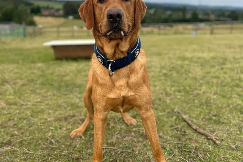 Labrador Retriever