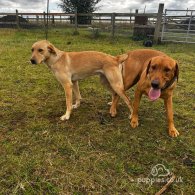 Labrador Retriever