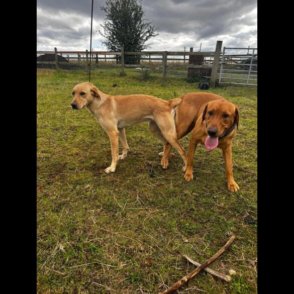 Labrador Retriever