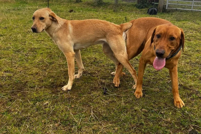 Labrador Retriever