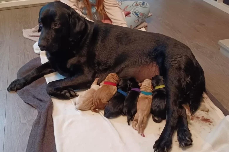Labrador Retriever