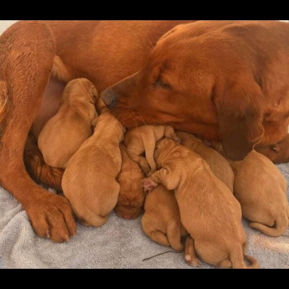 Labrador Retriever