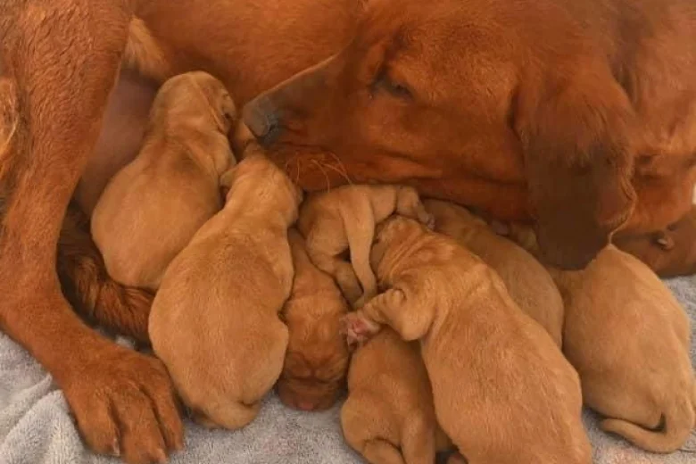 Labrador Retriever
