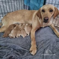 Labrador Retriever