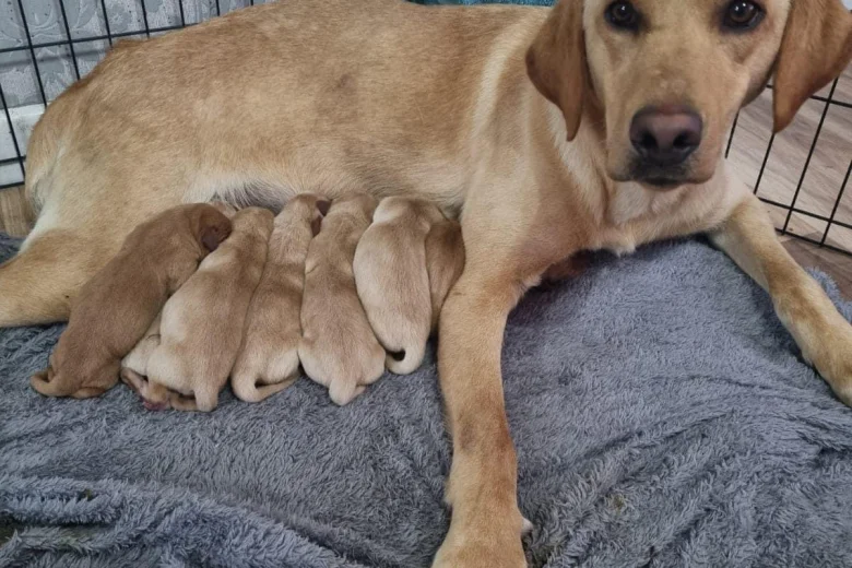 Labrador Retriever