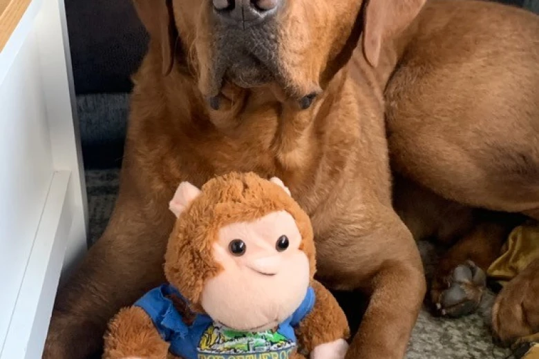 Labrador Retriever