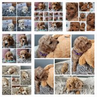 Toy Poodle