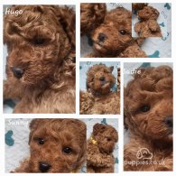 Toy Poodle