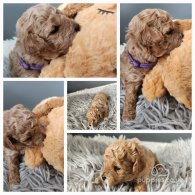 Toy Poodle