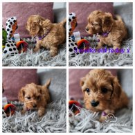 Toy Poodle