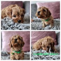 Toy Poodle