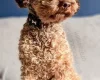 Toy Poodle