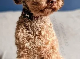 Toy Poodle