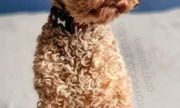 Toy Poodle